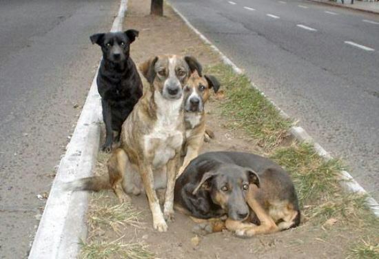 Argentina aprueba ley que permite matar perros que viven en la calle