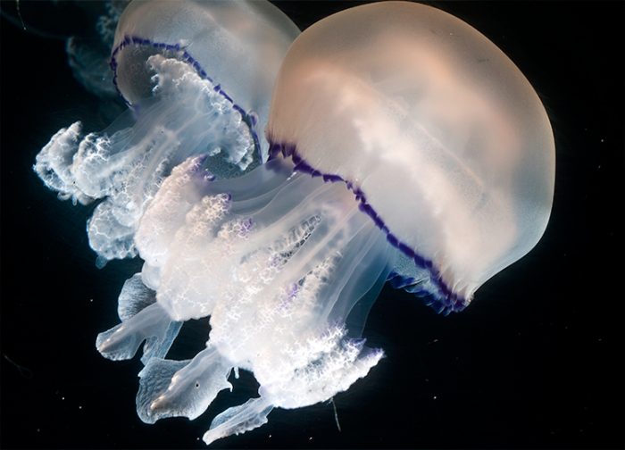 ¡Adiós electricidad! Ahora tu casa podría ser iluminada por medusas