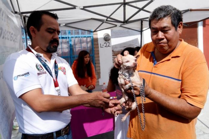 Ofrece municipio esterilización y vacunación a mascotas