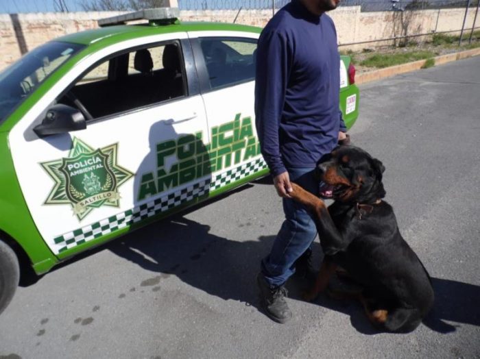 Ofrece Policía ambiental nuevas oportunidades a mascotas rescatadas