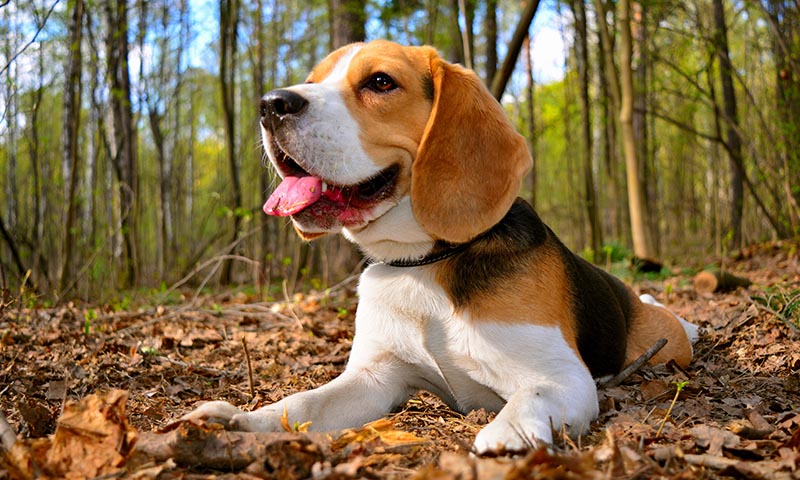 Las mejores razas de perro.