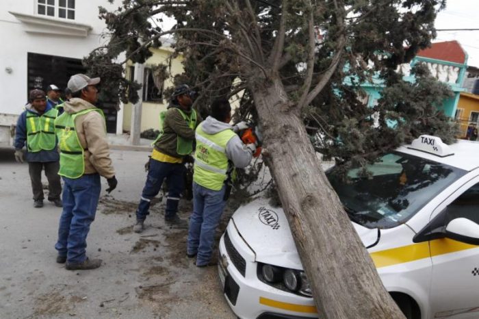 Atiende Medio Ambiente reportes de árboles caídos por fuertes vientos