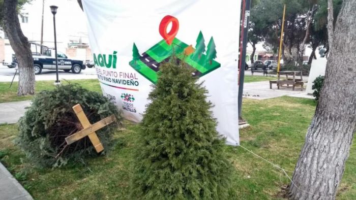 Continúa recepción de pinos naturales