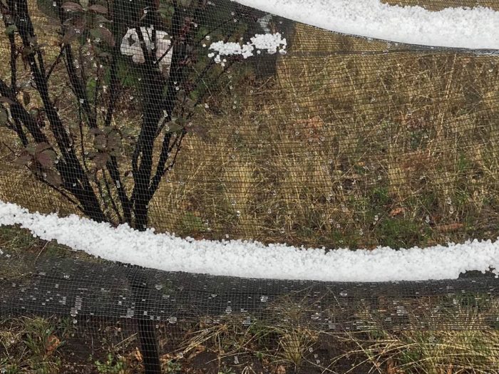 Granizo genera pérdidas en Arteaga