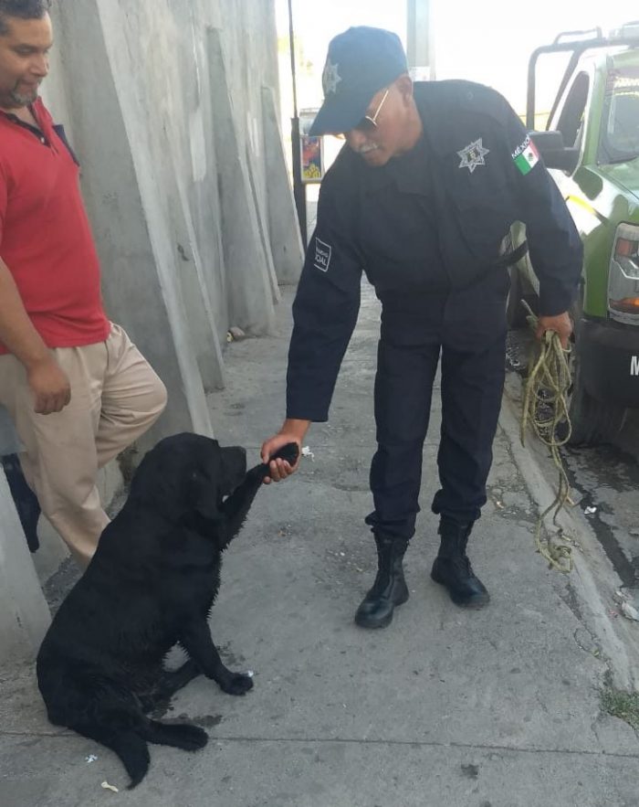 Rescata Policía Ambiental un perro; estaba en canal pluvial