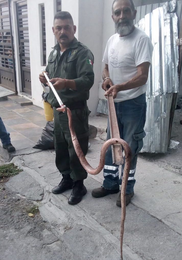 Recupera serpiente policía ambiental