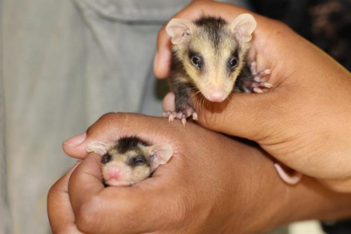 Policía Ambiental y Museo del Desierto rescatan tlacuaches bebés