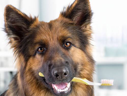 Pasta de Dientes para Perro de Coco y Estevia.