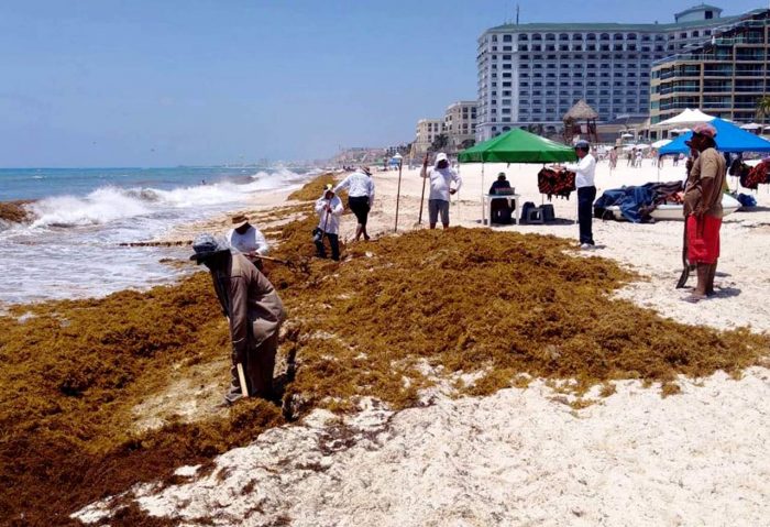 Regresa sargazo a playas de Quintana Roo