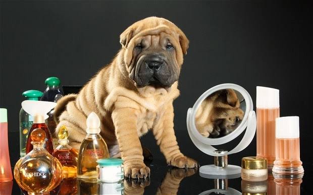 Perfume Casero para Perros de Aceite de Coco.