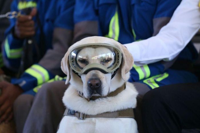 FRIDA, LA PERRITA RESCATISTA MÁS POPULAR DEL PAÍS, SE RETIRA ENTRE APLAUSOS Y RECONOCIMIENTOS