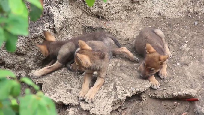 Nacen tres cachorros de lobo gris mexicano en el Museo del Desierto de Coahuila