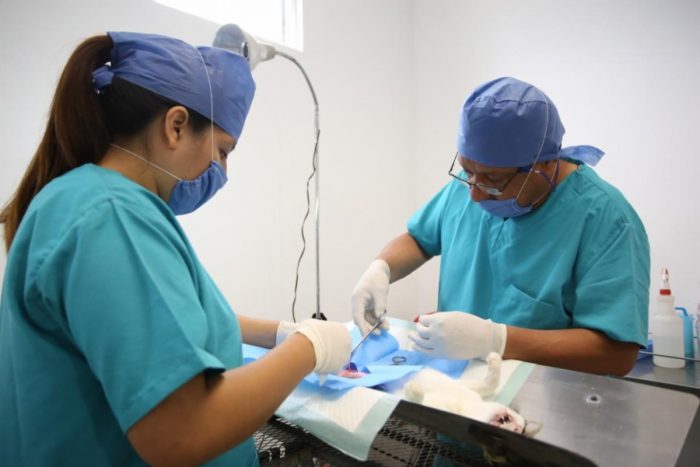 Llegará campaña de esterilización a la colonia Loma Linda
