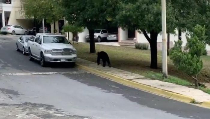 Reaparece oso "amigable" al sur de Monterrey (Videos)