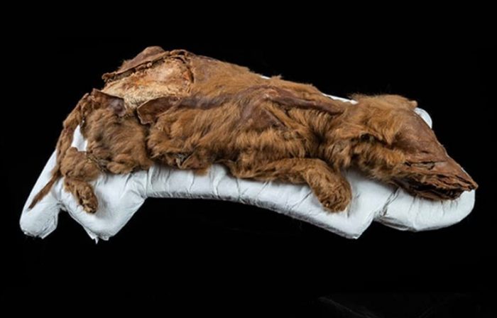 Descubren un cachorro de lobo de 57.000 años en el permafrost del Yukón