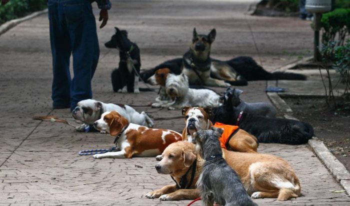 Aumenta robo de perros durante pandemia en el Reino Unido