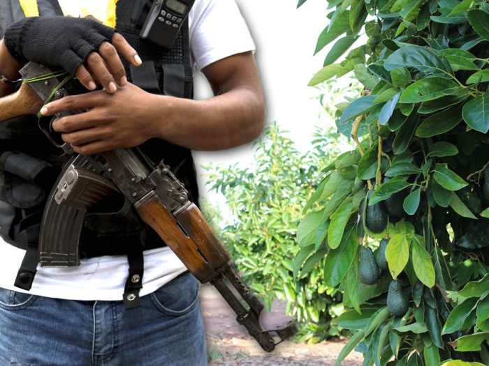 La oscura realidad detrás del éxito del aguacate mexicano en el Super Bowl y el asedio del CJNG