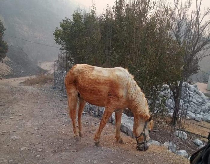 Solicitan ayuda en redes sociales par animales abandonados tras el incendio Forestal en Los Lirios