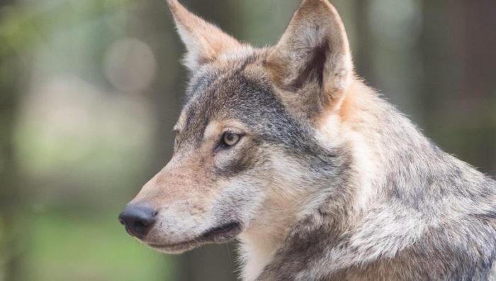 Lobos grises mexicanos serán trasladados al rancho "Ladder Ranch" en Nuevo México