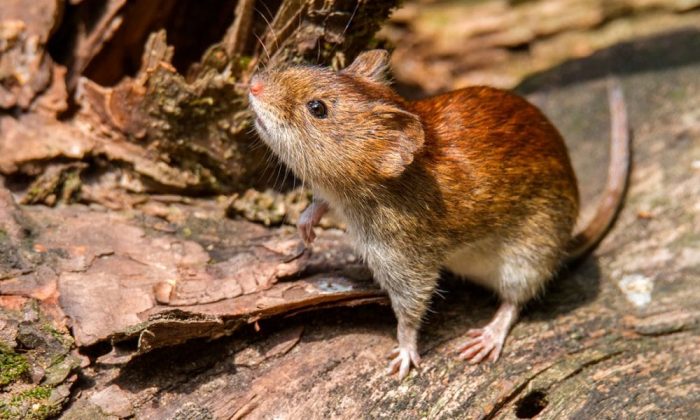 Estados Unidos: Detectan caso de hantavirus en Michigan