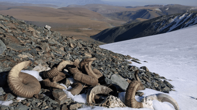 Derretimientos en Mongolia revelan restos de cómo se vivía en la edad de bronce