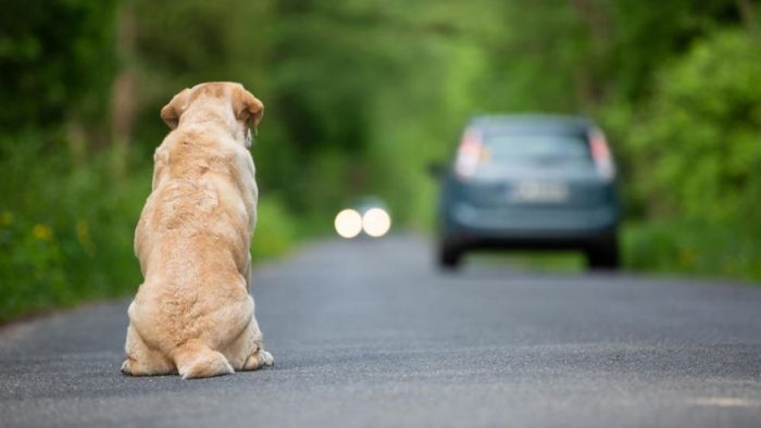 Proponen hasta 2 años cárcel para quien abandone animales
