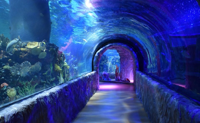 Acuario Inbursa: Fiscalía de la CDMX confirmó que bióloga marina murió por asfixia