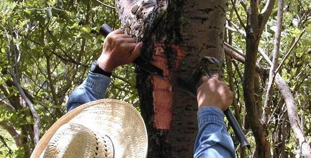 Científicos descubren que el cuachalalate, planta medicinal mexicana, sirve para tratar el cáncer