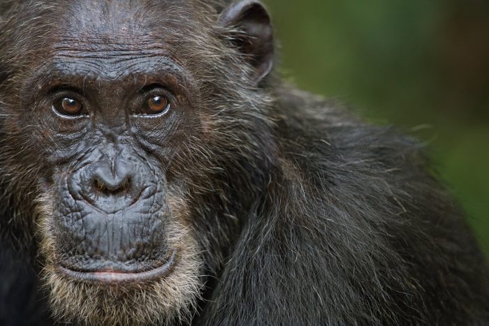 ‘Frodo’, el chimpancé que raptó y se comió a una niña; esta es su historia