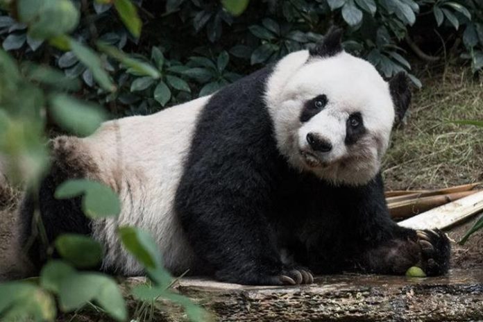 Murió Shuan Shuan, la panda más longeva de México