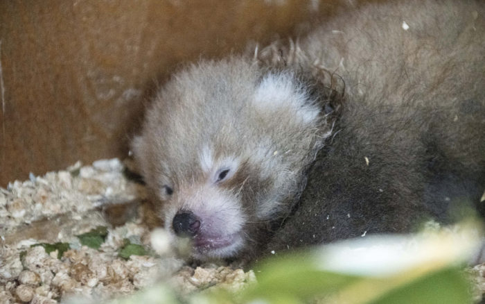 Nace un panda rojo en Inglaterra, un “símbolo de esperanza” para su especie