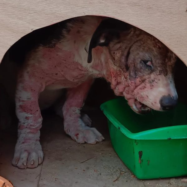 La verdad detrás del perrito que fue presuntamente apedreado por “estar embrujado” en Tequisquiapan