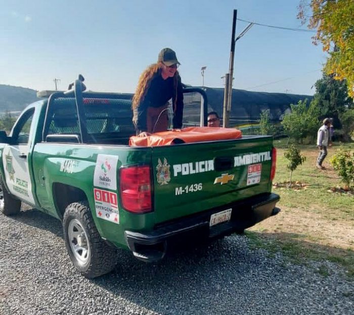 Auxilia Policía Ambiental a familia de osos en Saltillo