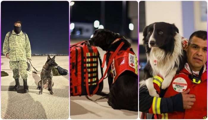 Rex, July, Ecko y Timba: Los perritos rescatistas que irán a ayudar a Turquía