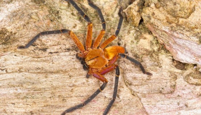 Descubren araña cangrejo gigante ¿En dónde y qué tan peligrosa es?