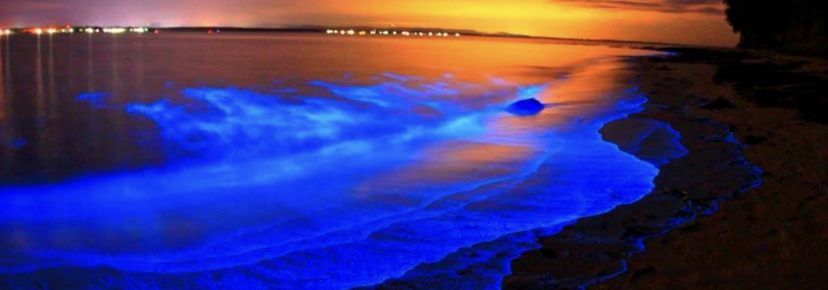 Playas con bioluminiscencia en México: ubicación y mejores fechas para visitarlas
