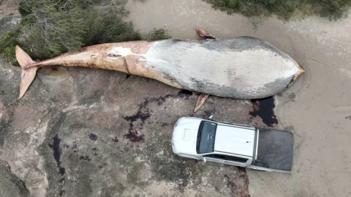 Increíble hallazgo en Uruguay: encontraron una ballena de 20 toneladas muerta en una playa de Colonia