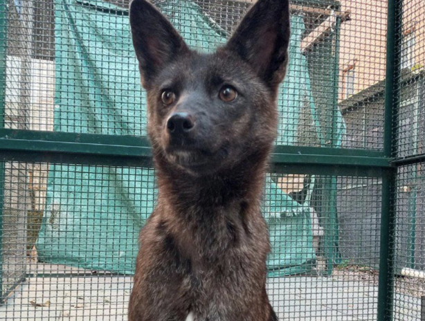 Descubren en Brasil al primer híbrido de perro y zorro