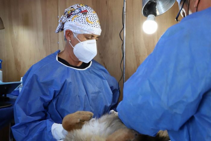 Habrá esterilizaciones para perros y gatos en Saltillo