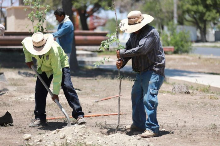 Cumple meta Gobierno de Saltillo en programa de Reforestación