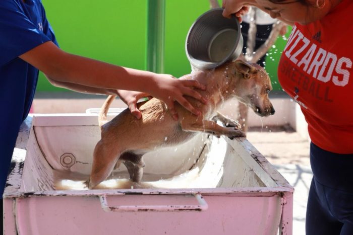 Refuerza Saltillo campaña contra garrapata; invitan a desparasitar mascotas