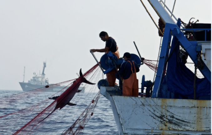 Tiburón por cazón y pez conejo por róbalo: un fraude para los consumidores y una amenaza para el mar mexicano
