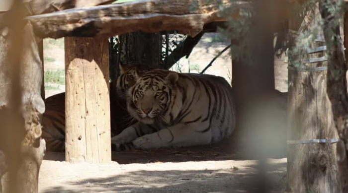 Aseguran casa de sicarios con tigres de bengala y otros animales exóticos en Tecate, Baja California