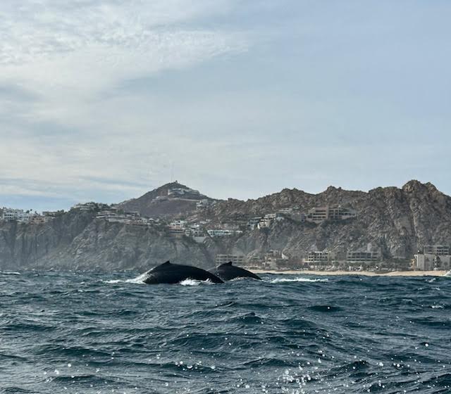 Espectáculo de Ballenas en Cabo San Lucas