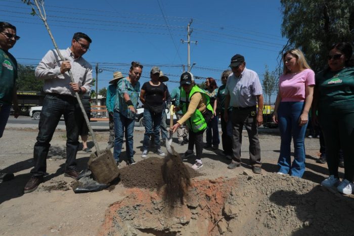 Repara comercio daño ambiental; reforestan 50 encinos en plaza pública
