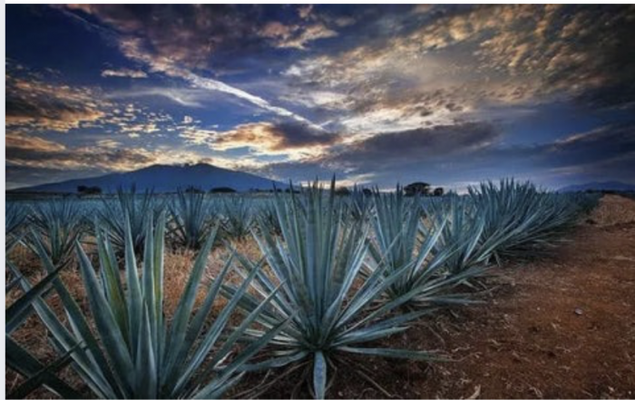 Tequila 4 Reyes, la idea de los Arellano Félix para lavar dinero que ‘El Mencho’, del CJNG, les copió
