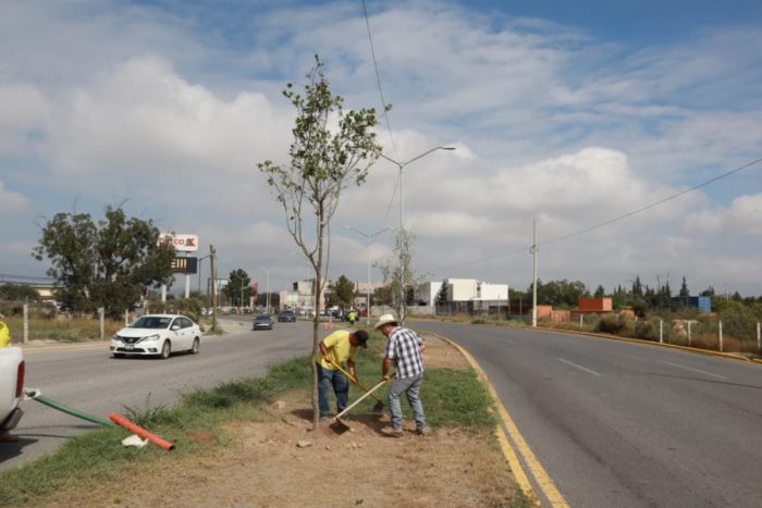 Continúan trabajos de reforestación en Saltillo