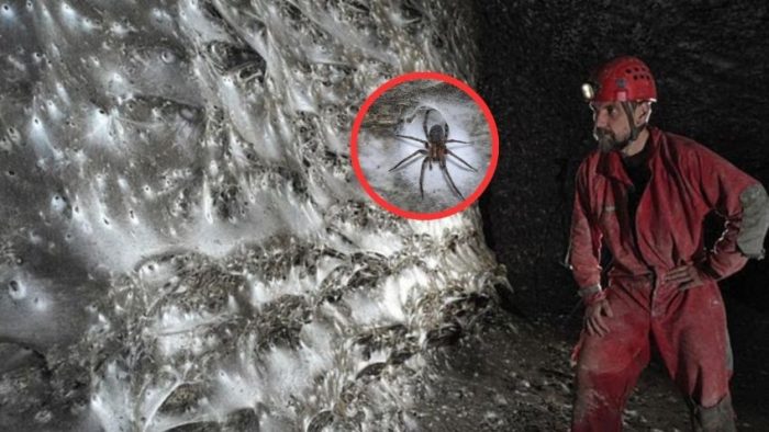 Pesadilla real: hallan gigantesca telaraña y dentro descubren una macabra escena