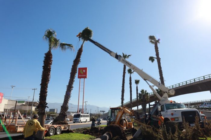 Siguen acciones de reforestación en espacios públicos de Saltillo