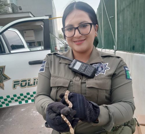 Auxilia Policía Ambiental especies silvestres en el área urbana